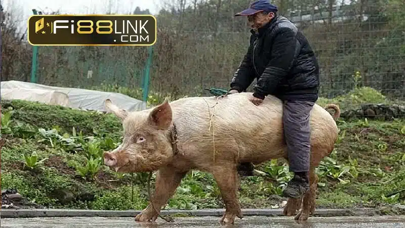 Mơ thấy heo đánh con gì? Giải mã giấc mơ thấy heo 4 Giac Mo Thay Minh Dang Cuoi Tren Lung Lon