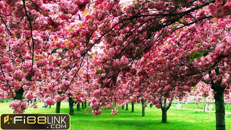 Mơ thấy hoa anh đào - Liệu có phải may mắn đang đến với bạn? 4 Hoa Anh Dao Do