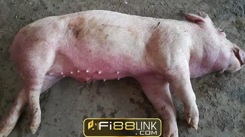 Mơ thấy heo đánh con gì? Giải mã giấc mơ thấy heo 5 Nam Mo Thay Heo Chet